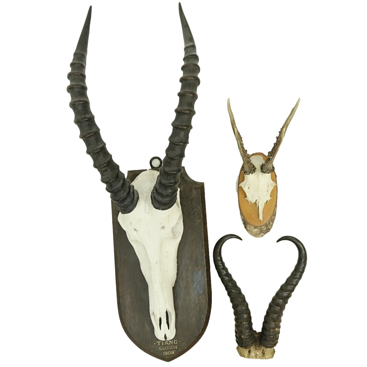 Animal Horns - Bild 2 aus 6