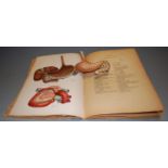 A French anatomy book, 'Atlas anatomique de l'Homme et de la Femme' by Alfred Costes, Editeur,