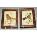 A pair of circa 1900 watercolour and feather studies of birds upon a branch, each 15 x 11cm, framed