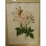 A set of three Redoute botanical prints, each 35 x 25cm