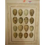 A Reichert - a set of four reproduction prints, being birds egg studies