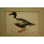 Assorted contemporary duck prints, to include a pair of coloured engravings