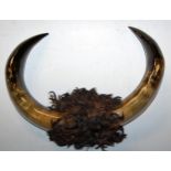 A pair of cojoined cow horns, width 40cm