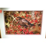 Terry Andrewartha - Six various original wildlife photographs, each signed and approx 20 x 30cm,
