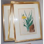 After Syd Edwards - a quantity of botanical prints, being framed bookplates