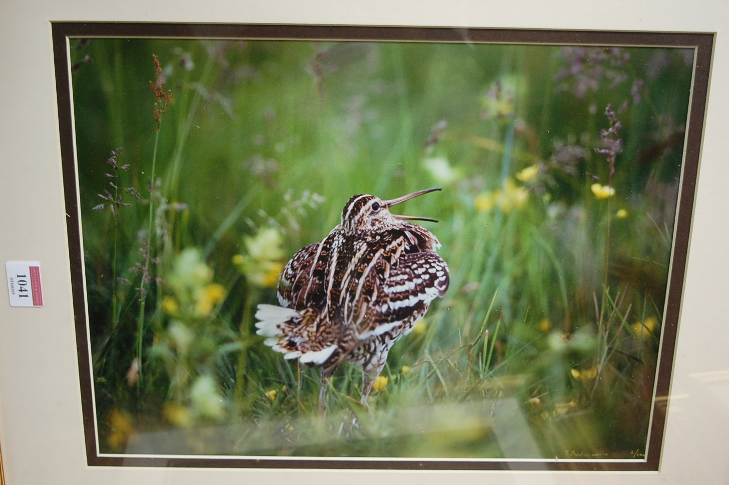 Terry Andrewartha - Three original wildlife photographs, each signed and approx 28 x 38cm, in gilt