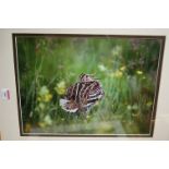 Terry Andrewartha - Three original wildlife photographs, each signed and approx 28 x 38cm, in gilt
