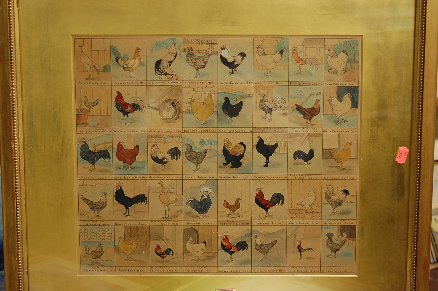 A Victorian colour print depicting thirty types of cock hens, 35 x 42cm