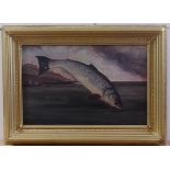 Late 19th century English school - A leaping hooked salmon, oil on canvas, 36 x 56cm