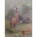 *Charles Whymper (1853-1951) - Shoebill Storks, watercolour, signed lower left, 35 x 26cm