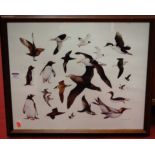 Tony Chater - Seabirds, framed print