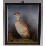 An early 20th century taxidermy Dabchick/Little Grebe, (Tachybaptus ruficollis) mounted in a