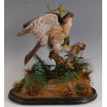 A Victorian taxidermy Sparrowhawk, (Accipter nisus) mounted on a tree bough attacking a Sparrow (