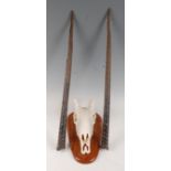 An African hunting trophy, Gemsbok oryx, (Oryx gazella), late 20th century, on cut upper skull and