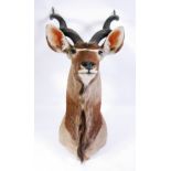 A taxidermy Cape Great Kudu, (Strepiceros strepsiceros), shoulder mount with head looking straight