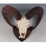 Urial (Ovis orientalis) a pair of horns on upper skull, mounted on a shield shaped plaque and