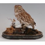 An early 20th century taxidermy Little owl, (Athene noctua), mounted in a naturalistic setting,