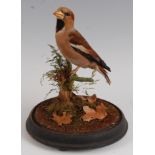 A taxidermy Hawfinch, (Coccothraustes coccothraustes), mounted on a tree bough, beneath a glass dome