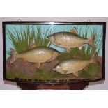 An early 20th century taxidermy group of three good sized Roach, (Rutilus rutilus), mounted in a