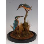 A brace of 20th century taxidermy Kingfisher, (Alcedo atthis), each mounted on a tree branch and