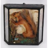 An early 20th century taxidermy Red squirrel (Sciurus vulgaris), mounted in a naturalistic setting