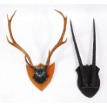 A pair of Ibex horns (Capra ibex) on shield mount, length 76cm, together with a pair of Roe deer (