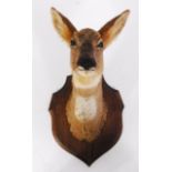 A taxidermy Roe deer, (Capreolus capreolus), head mount, on an oak shield shaped plinth.