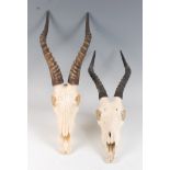 A brace of African hunting trophies, Blesbok, (Damaliscus phillipsi), late 20th century, each having