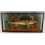 A 20th century taxidermy Zander, (Sander lucioperca), mounted in a naturalistic setting, within a