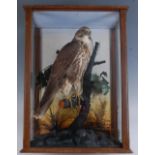 An early 20th century taxidermy Light phase Buzzard, (Buteo buteo), mounted on a tree bough in a