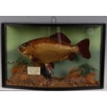 A mid-20th century taxidermy Crucian carp, (Carassuis carassuis), mounted in a naturalistic setting,