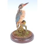 A taxidermy Kingfisher (Alcedo atthis) mounted on a tree bough, beneath a glass dome on an oak