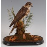 A Victorian taxidermy Merlin, (Falco columbarias) re-mounted in a naturalistic setting, beneath a