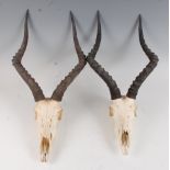 A brace of African hunting trophies, Common Impala, (Aepyceros melampus), late 20th century, each on