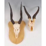 An African hunting trophy, Cape Bushbuck, (Tragelaphus sylvaticus), late 20th century, on cut