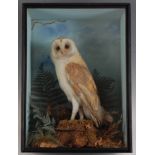 A Victorian taxidermy Barn owl (Titus alba) mounted in a naturalistic setting within a glazed