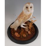 A Victorian taxidermy Barn owl (Tytus alba), re-mounted in a naturalistic setting, beneath a glass