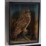 A Victorian taxidermy Short eared owl (Asio flammeous) mounted in a naturalistic setting within a