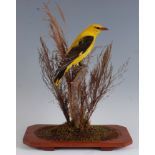 A 20th century taxidermy Golden oriele, (Oriolus oriolus), mounted on a tree bough within a