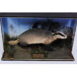 An early 20th century taxidermy Badger (Meles meles) mounted in a naturalistic setting and partial