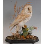 An early 20th century taxidermy Barn owl, (Titus alba) mounted on a tree stump and naturalistic