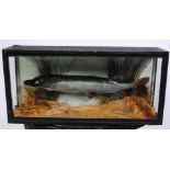 An early 20th century taxidermy Pike (Esox lucius), mounted in a naturalistic setting within a