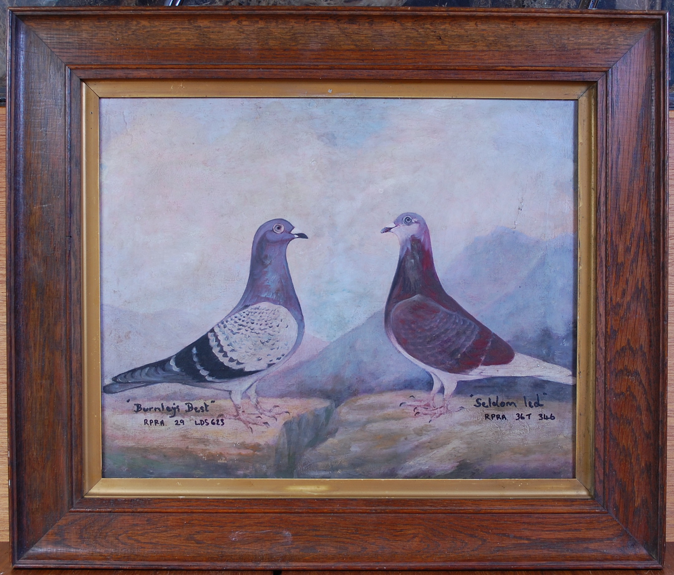 Mid-20th century English school - The racing pigeons Burnley's Best and Seldom Led, oil on canvas, - Image 2 of 8