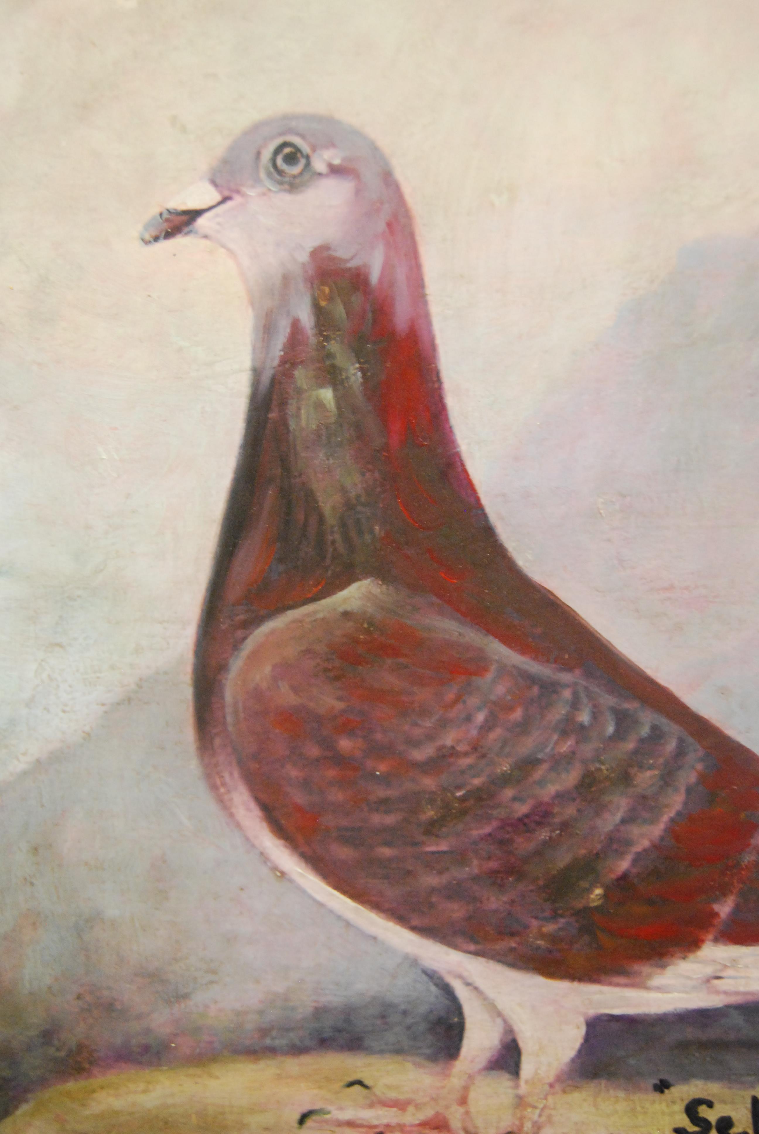 Mid-20th century English school - The racing pigeons Burnley's Best and Seldom Led, oil on canvas, - Image 6 of 8