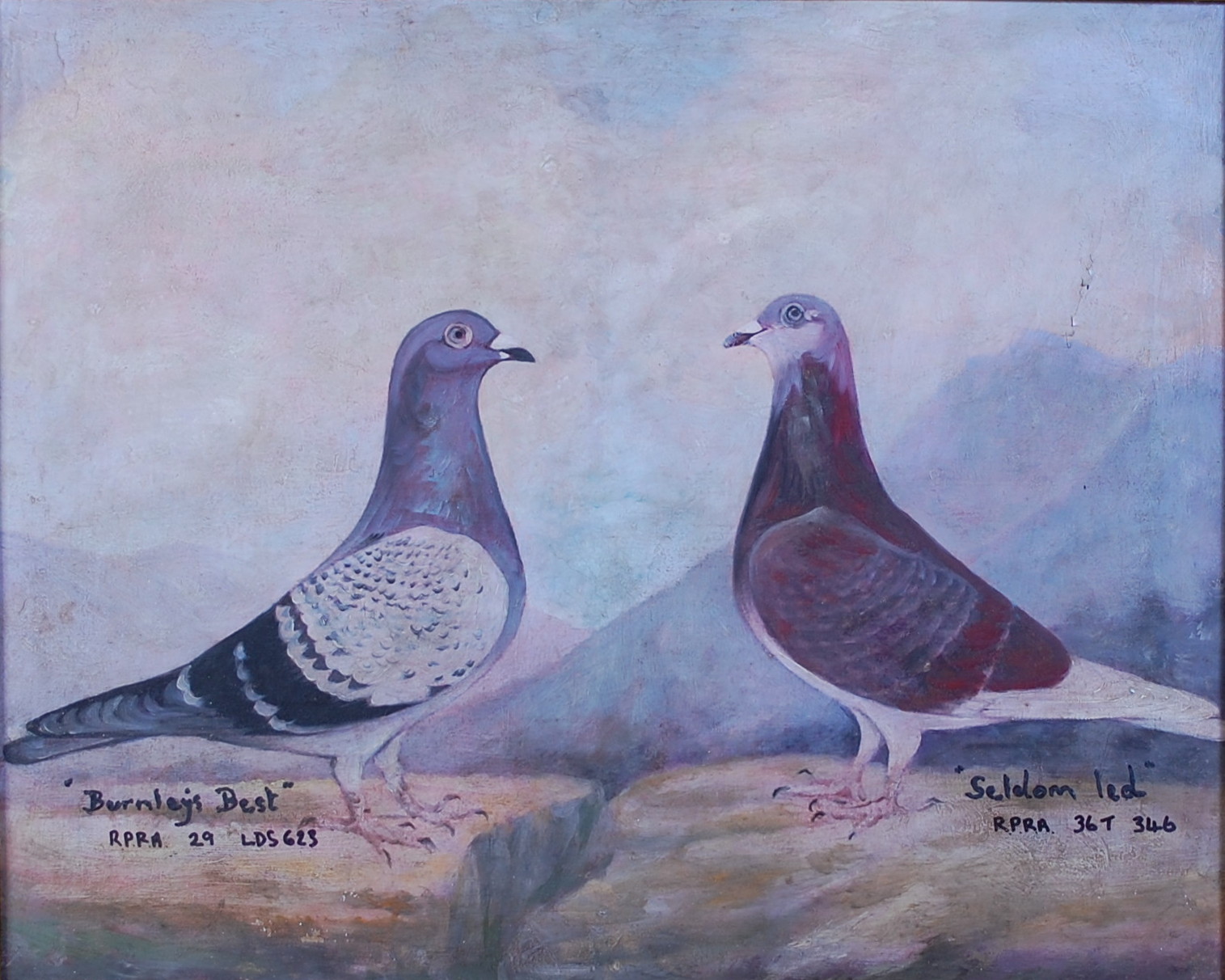 Mid-20th century English school - The racing pigeons Burnley's Best and Seldom Led, oil on canvas,