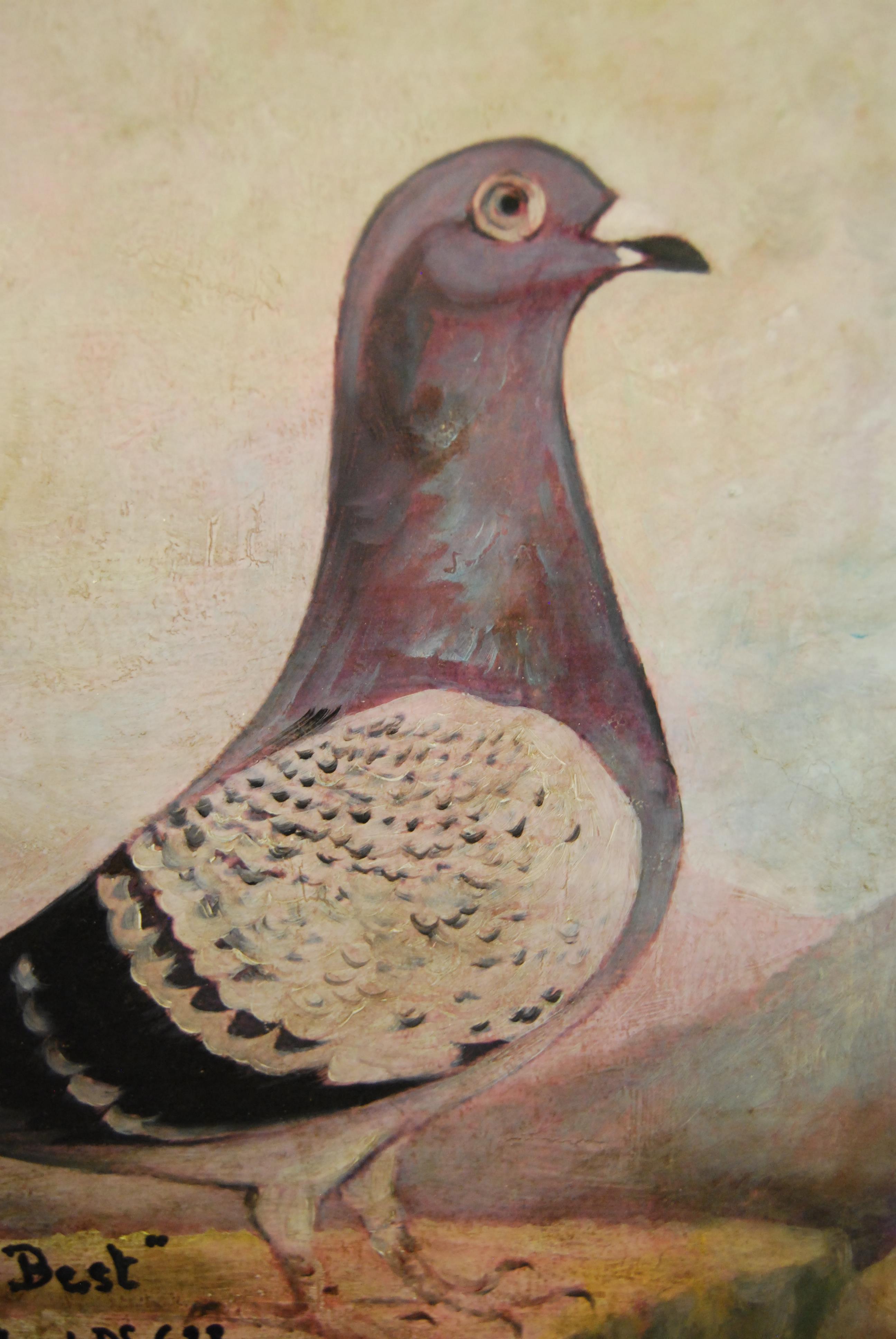 Mid-20th century English school - The racing pigeons Burnley's Best and Seldom Led, oil on canvas, - Image 5 of 8