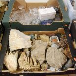 A box of assorted rock specimens, fossils etc