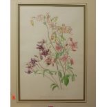Roger Banks - Grannies bonnets, Aquilegia Hybrids, watercolour, signed and dated 1987, 42 x 35cm