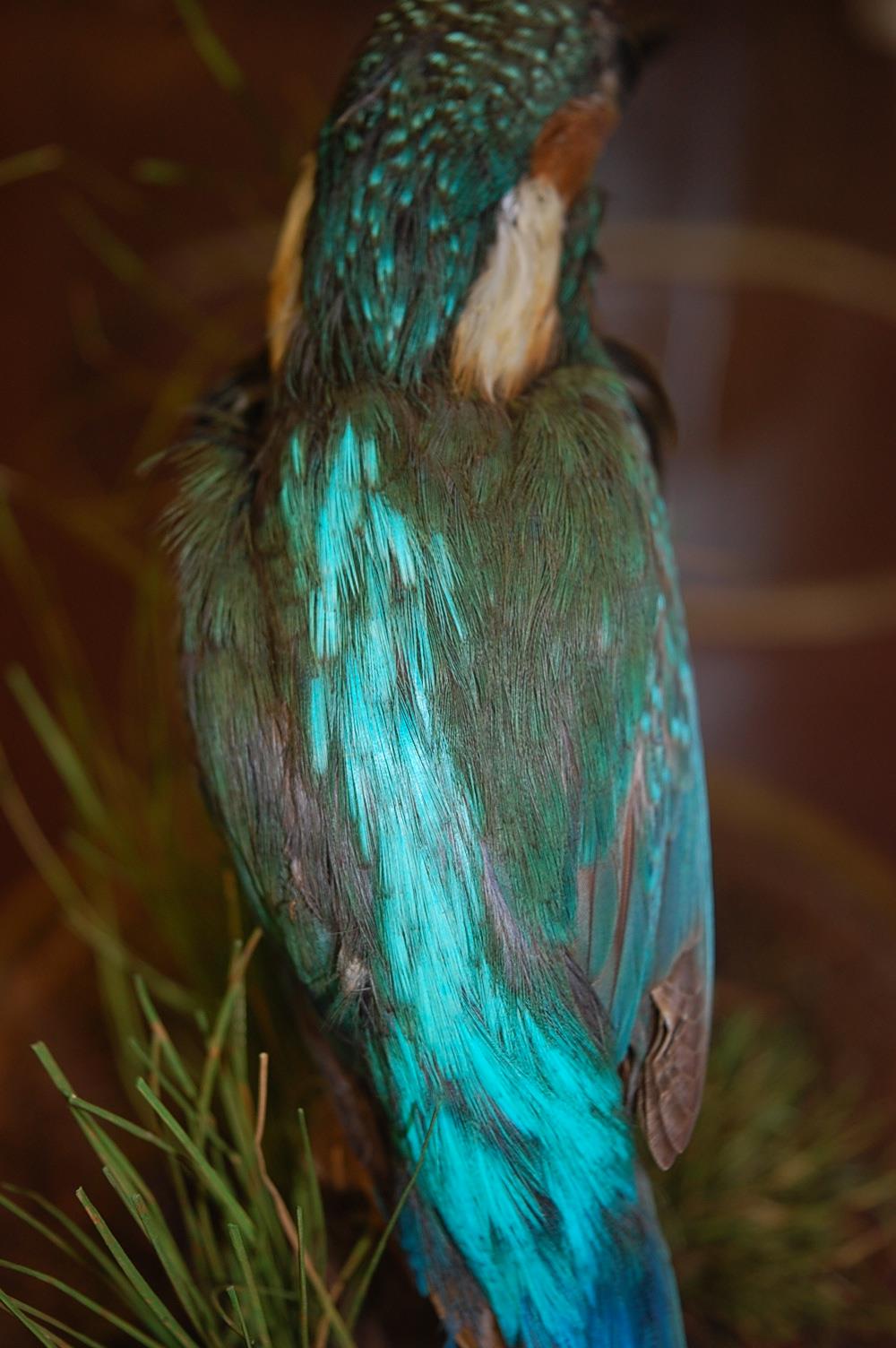 A taxidermy Kingfisher (Alcedo atthis) mounted on a branch, beneath a glass dome, on a painted - Image 4 of 7