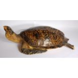 A life size resin model of a Sea Turtle (Chelonoidia) length 78cm